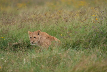 Lions
