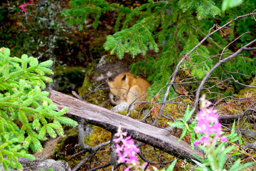 Resting Fox in a Lush Alaskan Forest