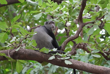 Monkeys in Africa