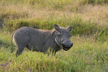Warthog