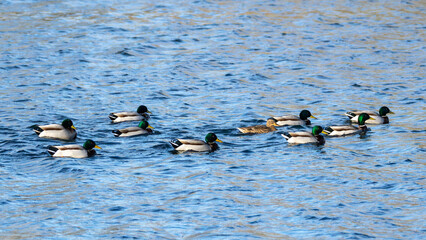 Nine male mallard ducks escorting one female.
