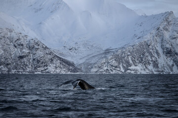 Obraz premium humpback whale, megaptera novaeangliae, whale, whales, cetacean
