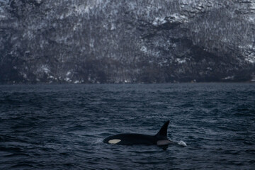 Naklejka premium Pod of orcas on the surface. Killer whales in Norway fjords during winter. The biggest dolphins on the Earth. Marine life in Norway. 