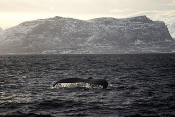 Fototapeta premium humpback whale, megaptera novaeangliae, whale, whales, cetacean