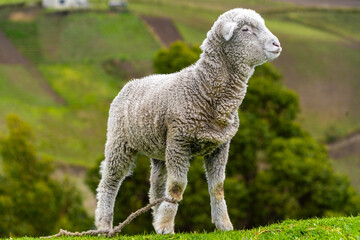Profile photo of a baby sheep