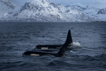 Naklejka premium Pod of orcas on the surface. Killer whales in Norway fjords during winter. The biggest dolphins on the Earth. Marine life in Norway. 