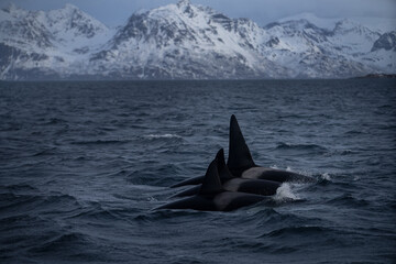 Pod of orcas on the surface. Killer whales in Norway fjords during winter. The biggest dolphins on the Earth. Marine life in Norway.  © prochym