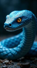 Fototapeta premium Blue Snake with Striking Yellow Eye on Dark Background