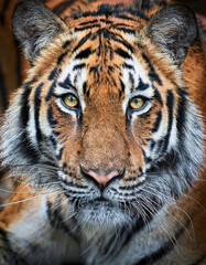 Fototapeta premium The look of the tiger