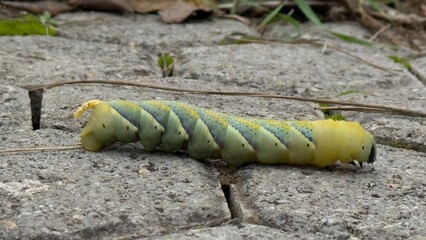 Close-Up Of A Large Green Caterpillar Moving Across A Concrete Surface