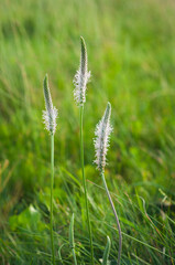 Delicate white wildflowers with slender stems bloom in a lush green meadow. Their soft petals and intricate structure stand out against the vibrant background, creating a peaceful nature scene..