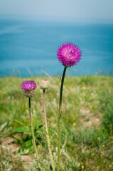 A vibrant purple thistle flower stands tall against a blurred blue sky and green meadow, bathed in sunlight. The sharp details of the plant contrast beautifully with the soft background.
