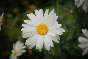 Obraz premium Leucanthemum vulgare, wild flower, Dog Daisy or Moon Daisy.