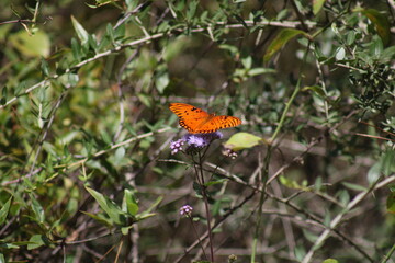 butterfly on flower