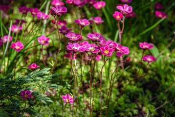 Fototapeta premium Blooming pink saxifrage in the garden.