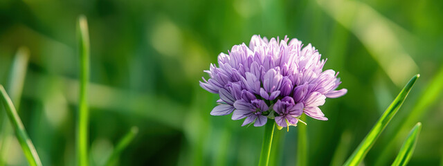 Close-up of a blooming purple chive flower against a backdrop of lush green grass, showcasing the delicate petals and vibrant colors.