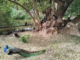 BIOPARQUE