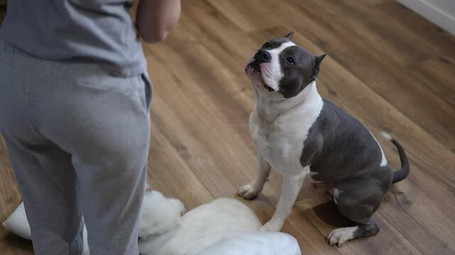 An American Pit Bull Terrier sits on a wooden floor with a guilty expression, gazing up at its owner. Torn pillows and scattered stuffing lie around, showing the aftermath of the dog's mischief. The