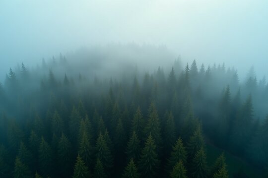 Foresta di conifere nella nebbia