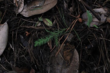 Fototapeta premium cypress leaf forest floor 