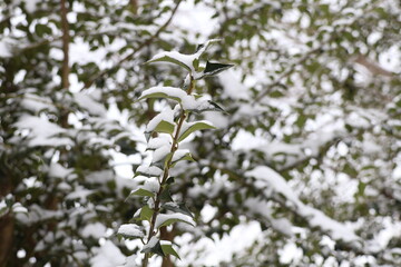 snow covered branches of holly tree