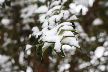 snow covered holly tree branches