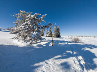 Winter Landscape of Vitosha Mountain, Bulgaria