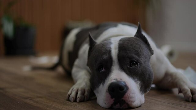 A playful dog sprawls on the floor, surrounded by colorful tissue paper shreds, showing its delightful charm