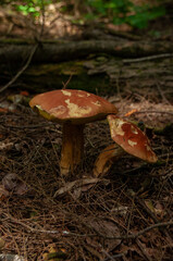 A close-up of two Ruby Boletes (Hortiboletus rubellus) growing under a pine tree in the forest