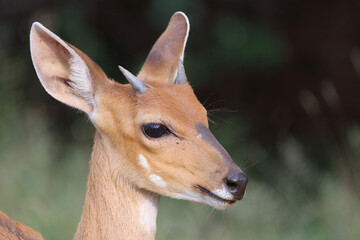 Obraz premium Buschbock / Bushbuck / Tregelaphus scriptus.