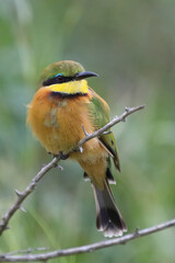 Zwergspint / Little bee-eater / Merops pusillus