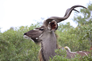 Großer Kudu / Greater kudu / Tragelaphus strepsiceros