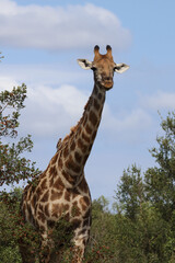 Giraffe / Giraffe / Giraffa camelopardalis