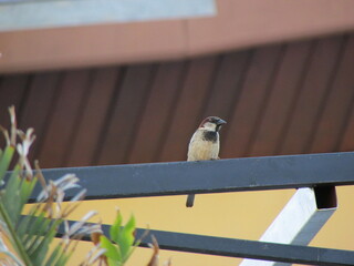 bird on a fence, bird