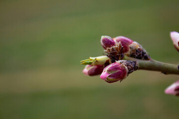 Almond buds open before spring, almond tree is the earliest to bloom in Central Asia from the end...