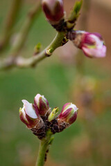 Almond buds open before spring, almond tree is the earliest to bloom in Central Asia from the end...
