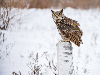 Great Horned Owl perched in Winter, snowy blurred background