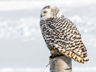 Snowy owl (Bubo scandiacus) perching on a pole on a cold winter morning,    Southern Ontario