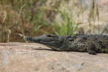 Nilkrokodil / Nile crocodile / Crocodylus niloticus.