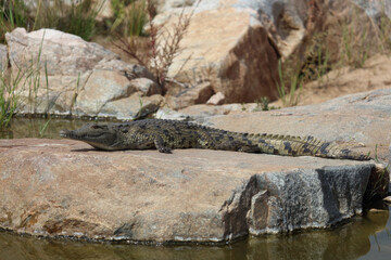 Nilkrokodil / Nile crocodile / Crocodylus niloticus.