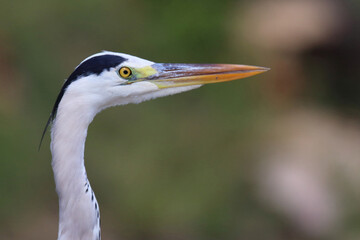 Afrikanischer Graureiher / Grey heron / Ardea cinerea