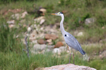 Afrikanischer Graureiher / Grey heron / Ardea cinerea