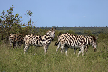 Steppenzebra / Burchell's zebra / Equus quagga burchellii