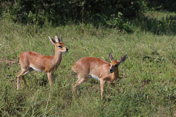 Afrikanischer Steinbock / Steenbok / Raphicerus campestris