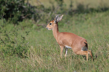 Afrikanischer Steinbock / Steenbok / Raphicerus campestris