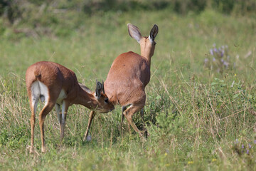 Afrikanischer Steinbock / Steenbok / Raphicerus campestris.