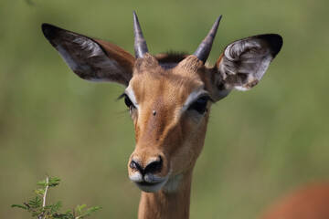 Schwarzfersenantilope / Impala / Aepyceros melampus.