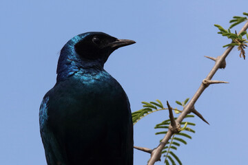 Riesenglanzstar / Burchell's starling / Lamprotornis australis