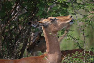 Schwarzfersenantilope / Impala / Aepyceros melampus