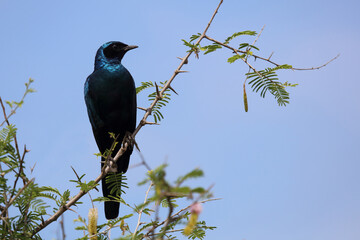 Riesenglanzstar / Burchell's starling / Lamprotornis australis